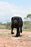 CANE CORSO 297